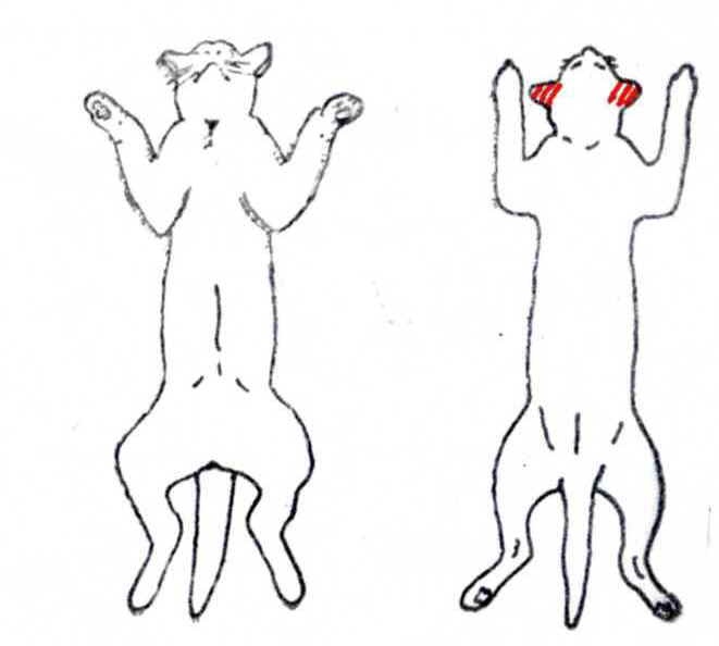 大明気功体験談:『毛根もだめになっていた犬や猫の脱毛が、アルコール+生姜液の塗布により発毛』10